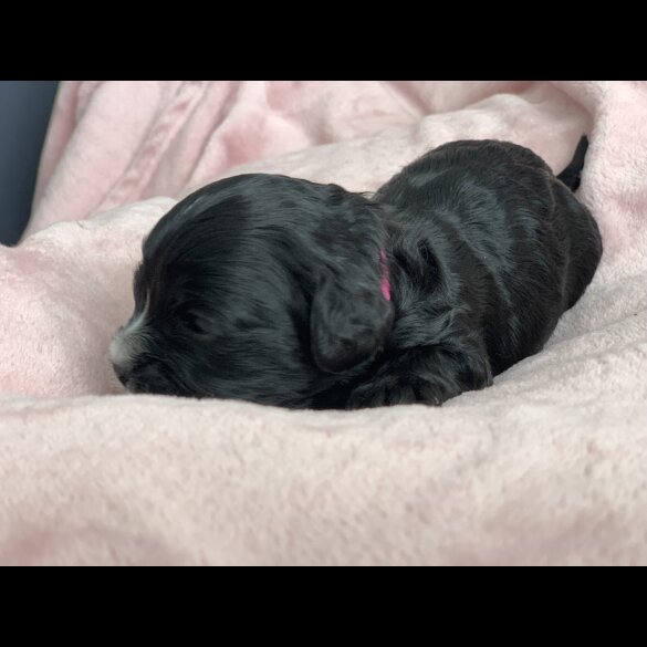 Cavapoo - Both
