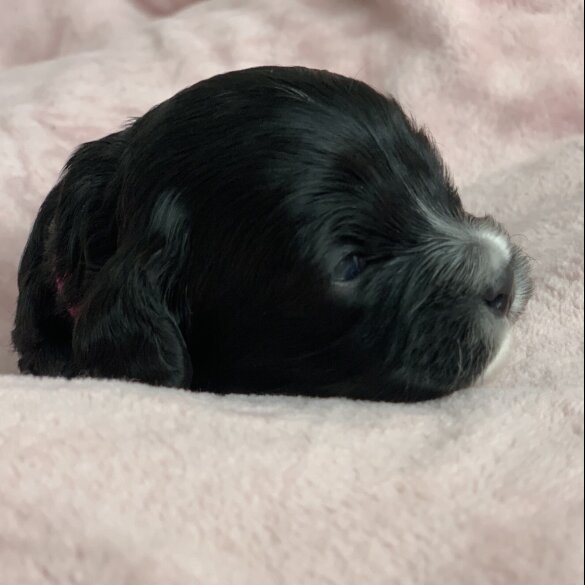 Cavapoo - Both