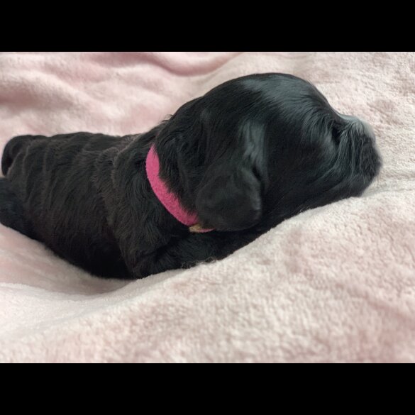 Cavapoo - Both