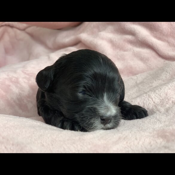 Cavapoo - Both