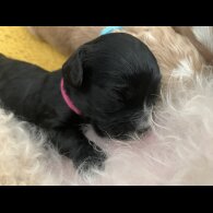 Cavapoo - Both