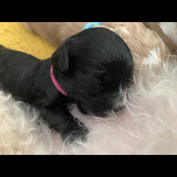 Cavapoo - Both
