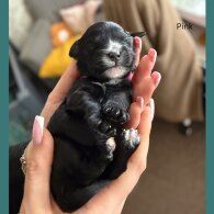 Cavapoo - Both