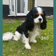 Cavapoo - Both