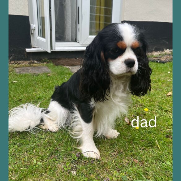 Cavapoo - Both
