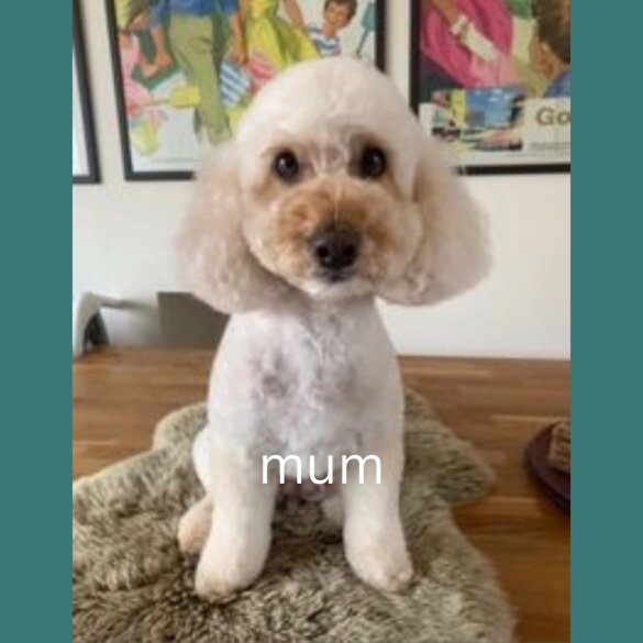 Cavapoo - Both