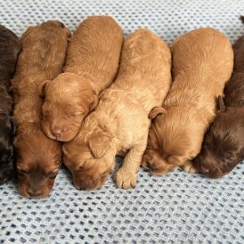 Cavapoo - Both