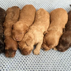 Cavapoo - Both