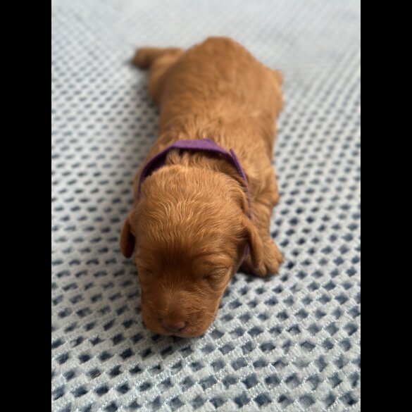 Cavapoo - Both