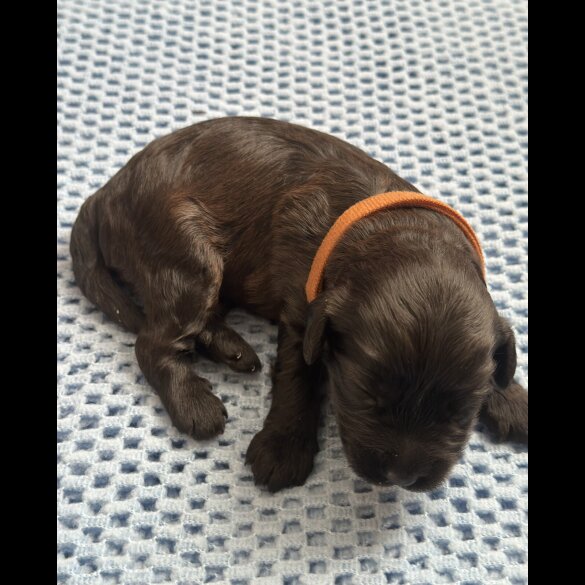Cavapoo - Both