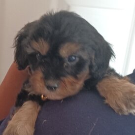 Cavapoo - Both