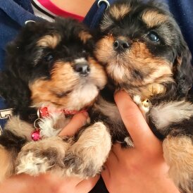 Cavapoo - Both