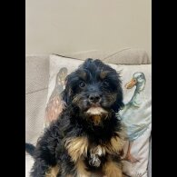 Cavapoo - Both