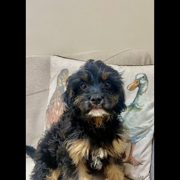 Cavapoo - Both