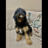 Cavapoo - Both