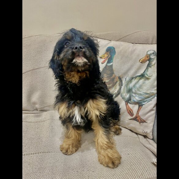 Cavapoo - Both