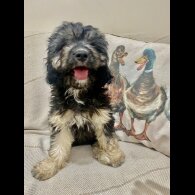 Cavapoo - Both