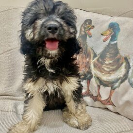 Cavapoo - Both