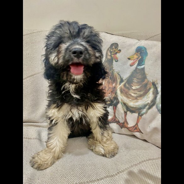 Cavapoo - Both