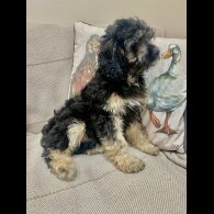 Cavapoo - Both