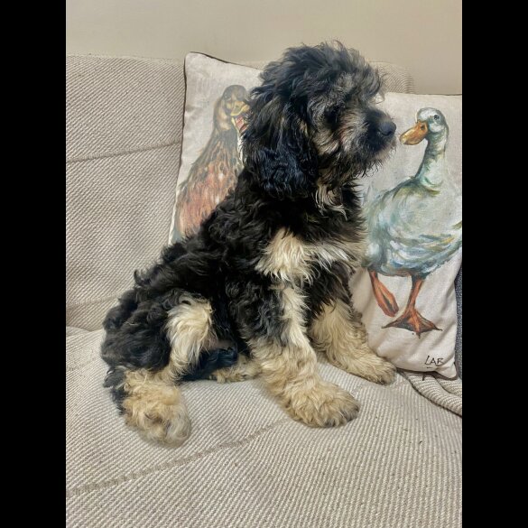 Cavapoo - Both