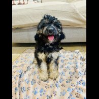 Cavapoo - Both