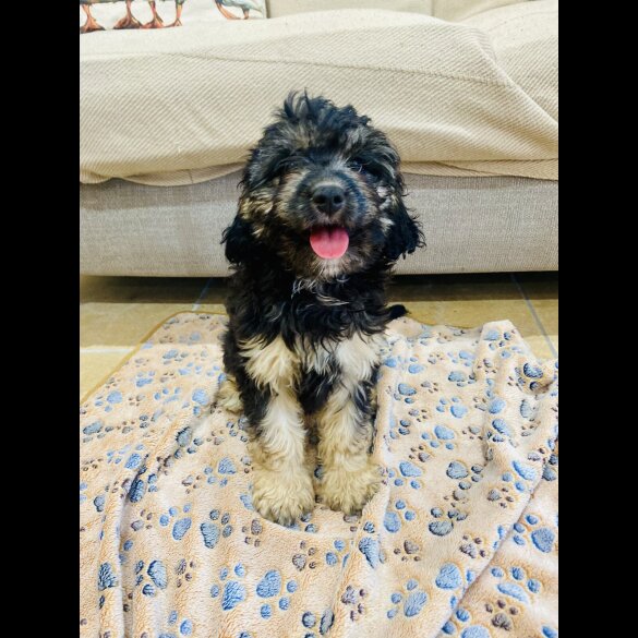 Cavapoo - Both