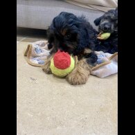 Cavapoo - Both