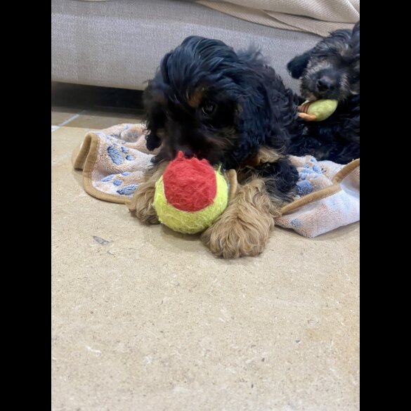 Cavapoo - Both