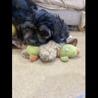 Cavapoo - Both