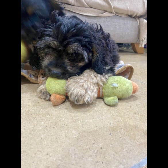 Cavapoo - Both