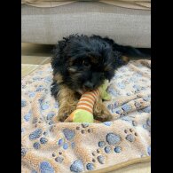 Cavapoo - Both