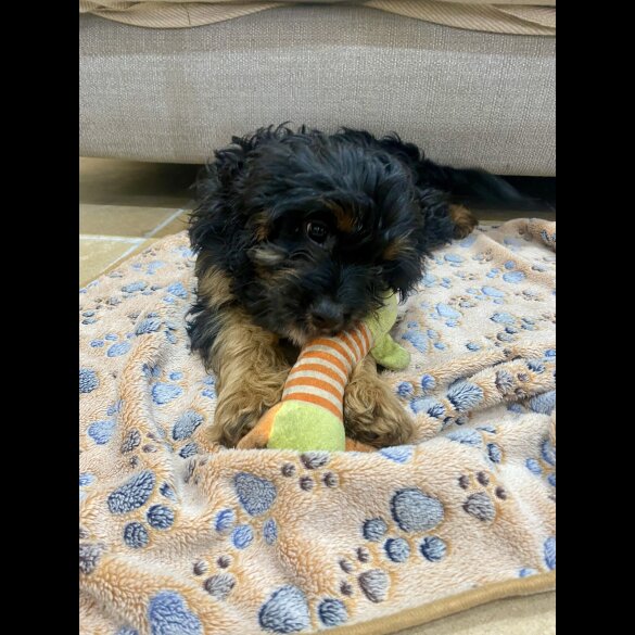 Cavapoo - Both