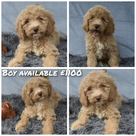 Cavapoo - Both