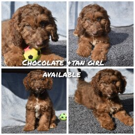 Cavapoo - Both
