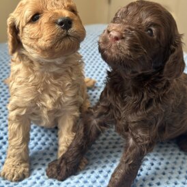 Cavapoo - Both