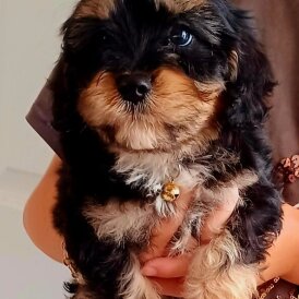 Cavapoo - Dogs