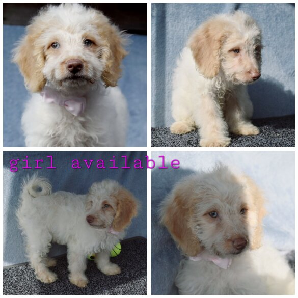 Cavapoo - Both