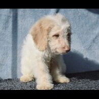 Cavapoo - Both