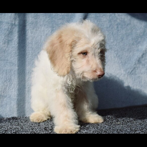 Cavapoo - Both