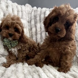Cavapoo - Both