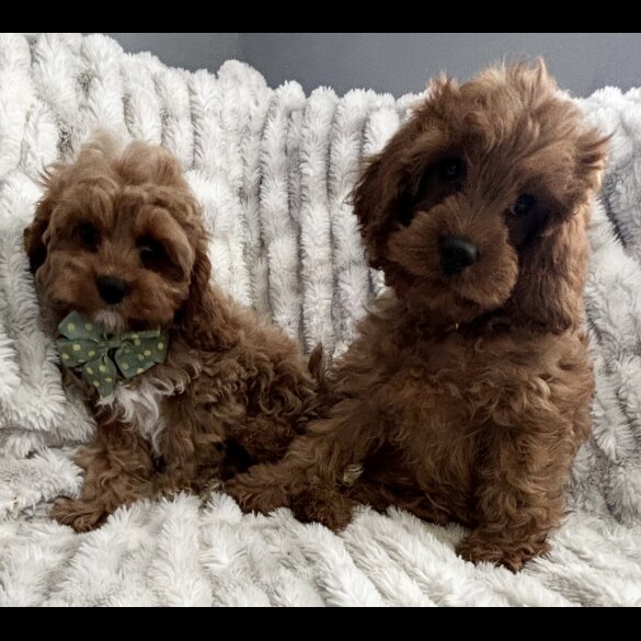 Cavapoo - Both