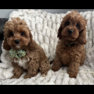 Cavapoo - Both
