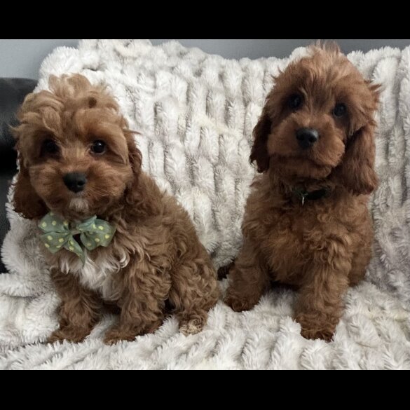 Cavapoo - Both