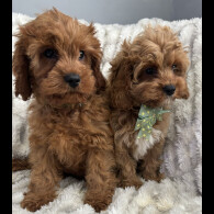 Cavapoo - Both