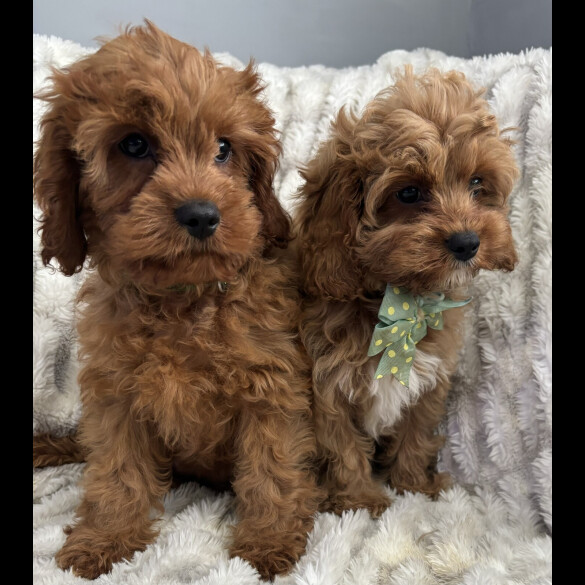 Cavapoo - Both