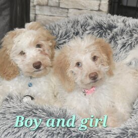 Cavapoo - Both