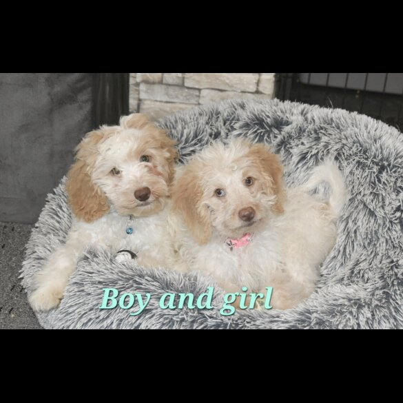 Cavapoo - Both