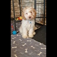 Cavapoo - Both