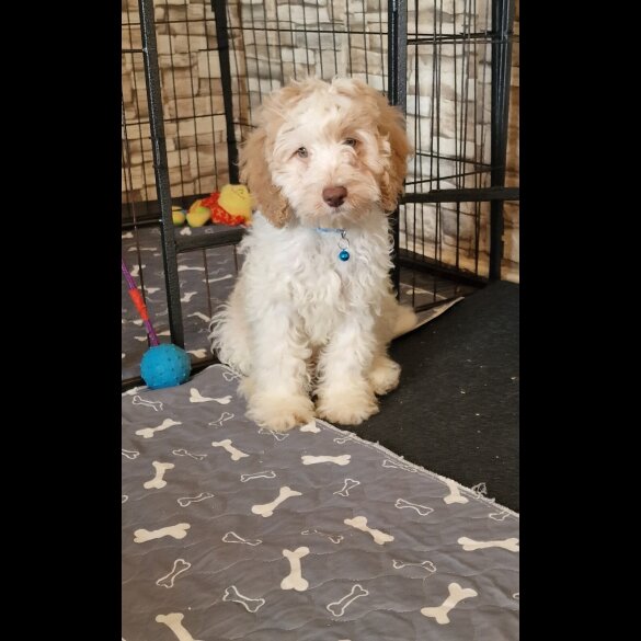 Cavapoo - Both